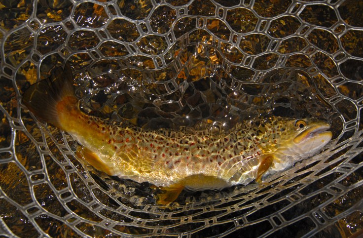 W14 044 Missouri R. Brown Trout s